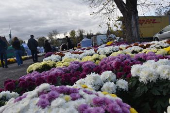 Tarnów: Kolorowe chryzantemowe pola na starej Kapłanówce