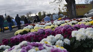 Tarnów: Kolorowe chryzantemowe pola na starej Kapłanówce