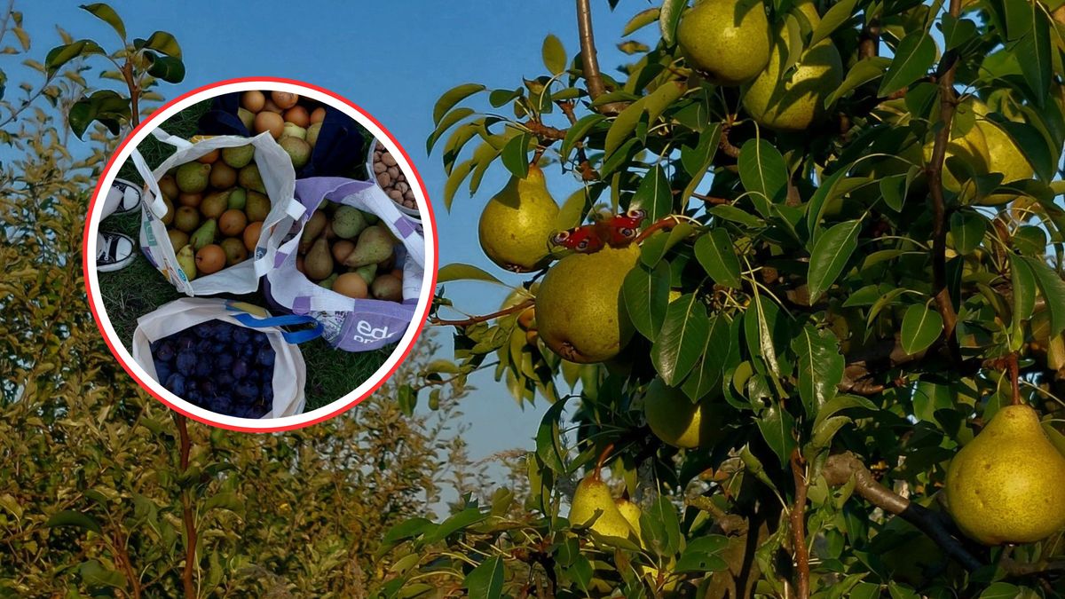 Sadownik z Polanki prosi o pomoc w zbiorach gruszek