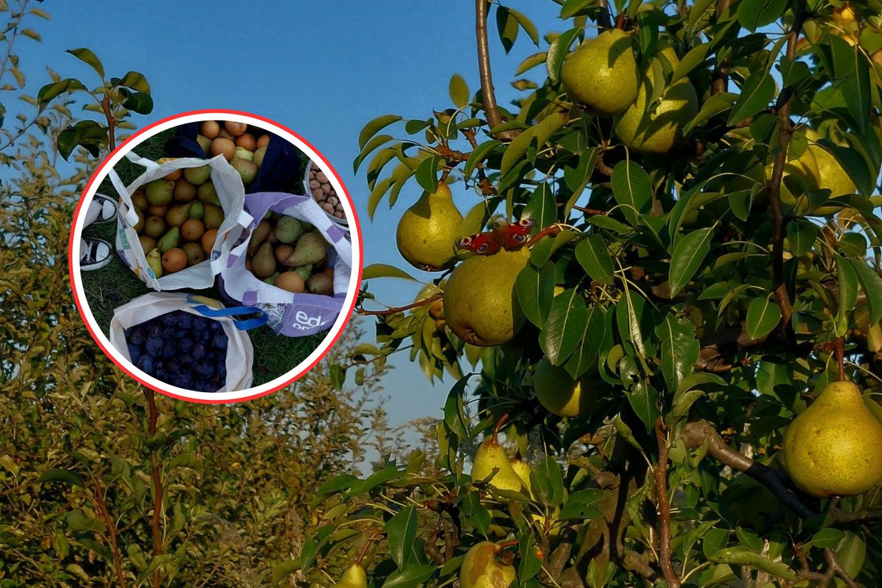 5 ton gruszek do zebrania. "Zostanie na straty". Pan Henryk czeka na ludzi