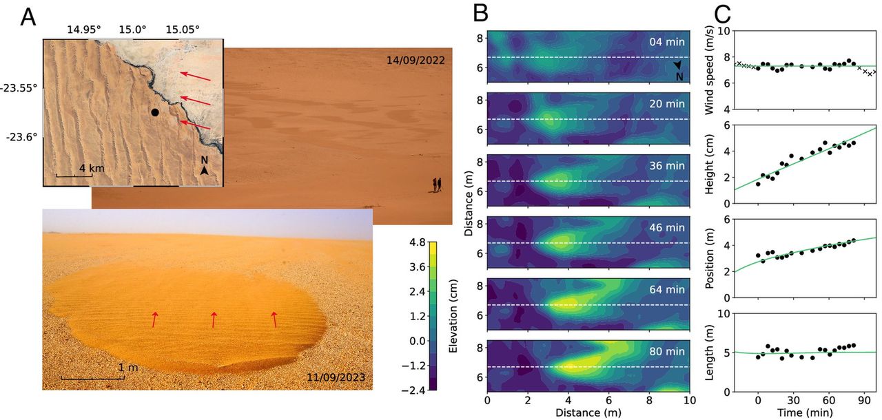 Morphodynamics of metre-scale bedforms at the northern edge of Namibia's Sand Sea