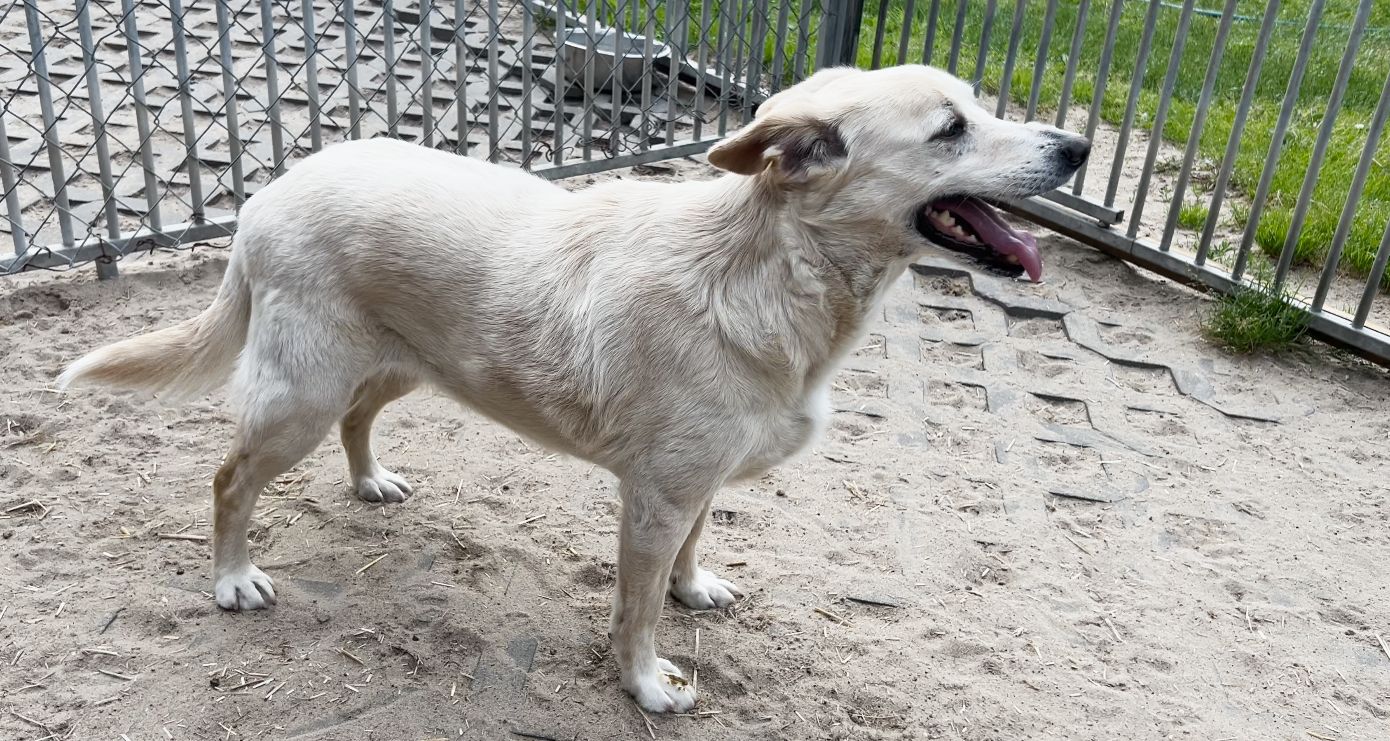 Pudelek Pomaga Pupilom