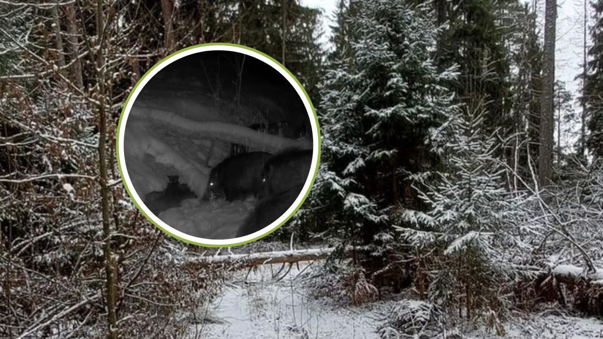 Dziki "skaczą" w Puszczy. Leśnicy z Hajnówki pokazali wideo