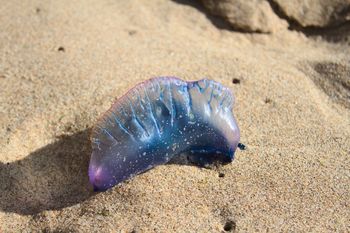 Niebezpieczeństwo w egzotycznym kraju. Ostrzeżenia na trzech plażach