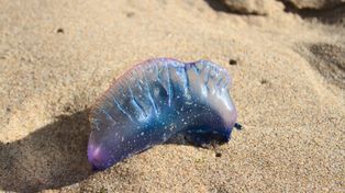 Niebezpieczeństwo w egzotycznym kraju. Ostrzeżenia na trzech plażach
