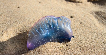Niebezpieczeństwo w egzotycznym kraju. Ostrzeżenia na trzech plażach