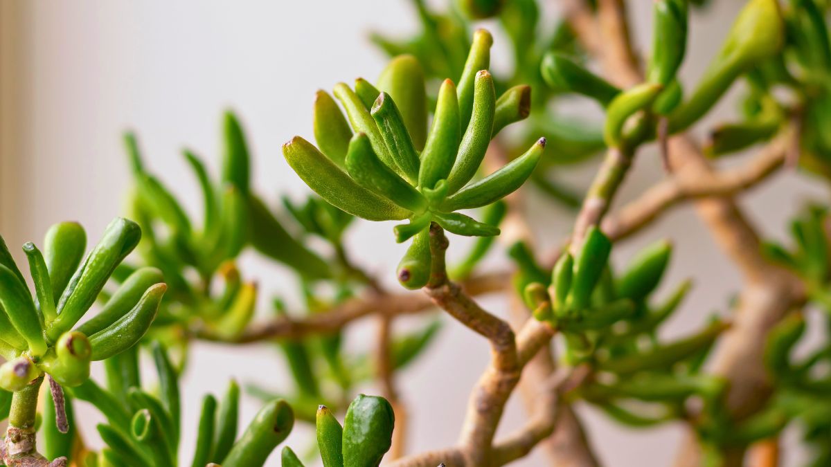 Ten kwiat przypomina bajkowe uszy Shreka