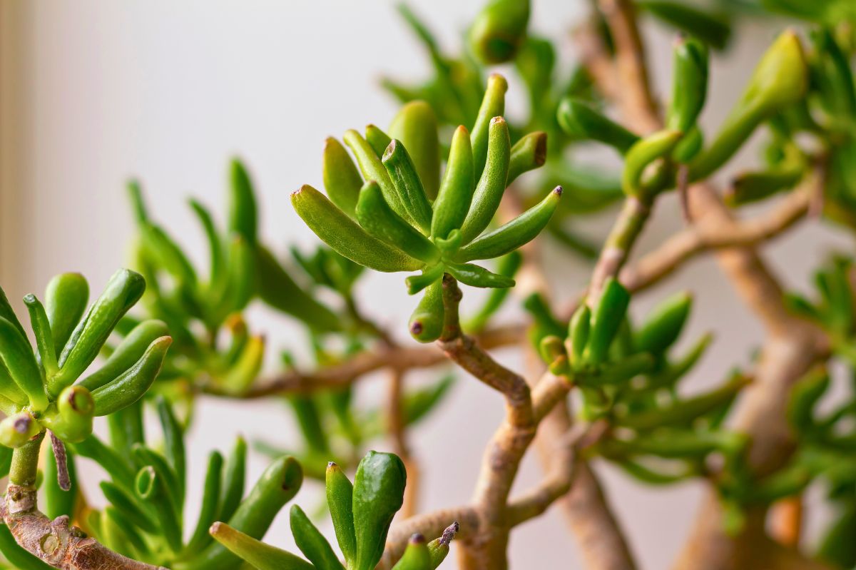 Shrek's ears. The charming and easy-to-care houseplant taking homes by storm