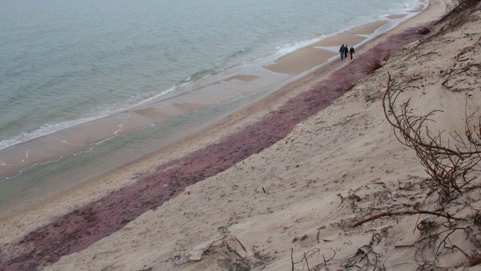 Fioletowa plaża w Mielnie