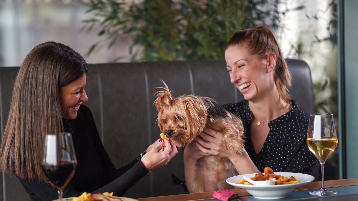 Czy można iść z pupilem do restauracji?