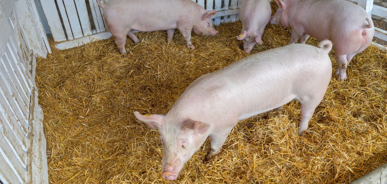 Cena tucznika 2025. Najniższy poziom od marca 2022 roku