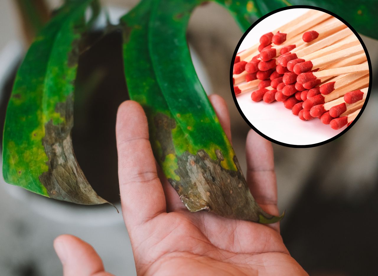 A matchstick trick that will help save plants