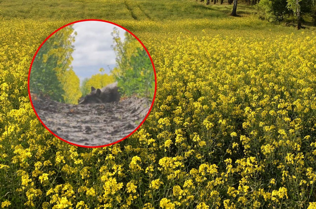 Spał spokojnie w polu rzepaku. Gdy go zobaczył, od razu chwycił za aparat