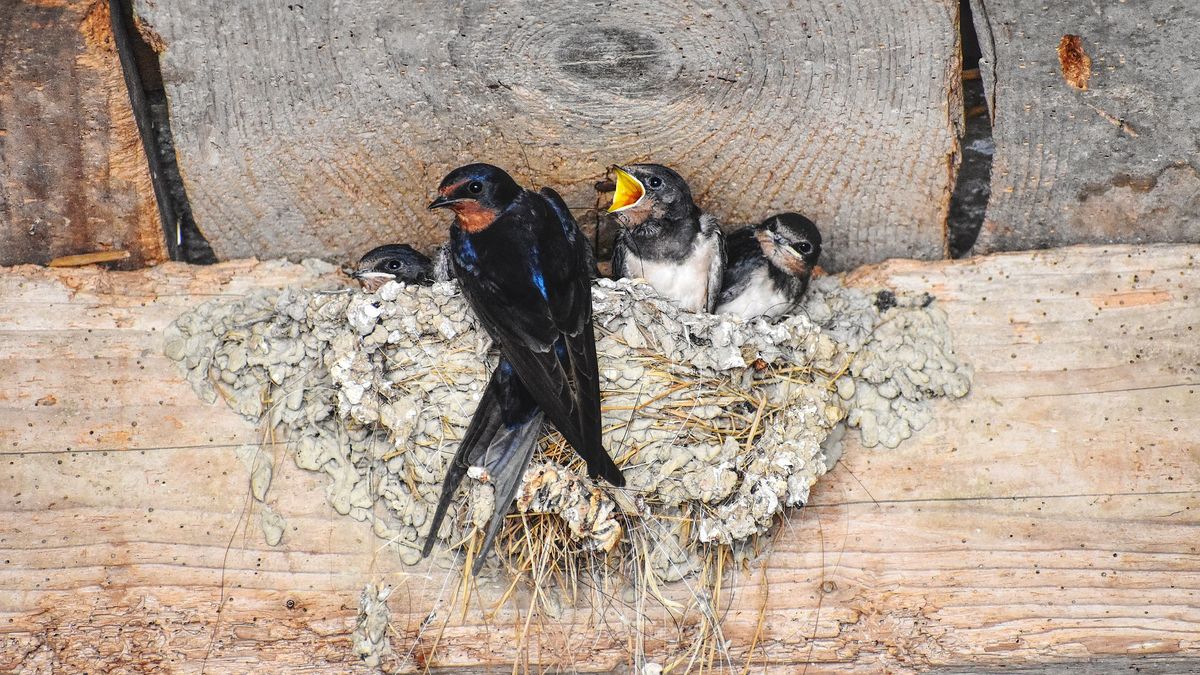 Czterech mężczyzn oskarżono o zniszczenie gniazd i zabicie około 70 jaskółek