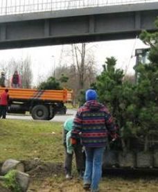 Sosnowiec. Miasto zapowiada nasadzenie setek nowych drzew i tłumaczy się z wycinki