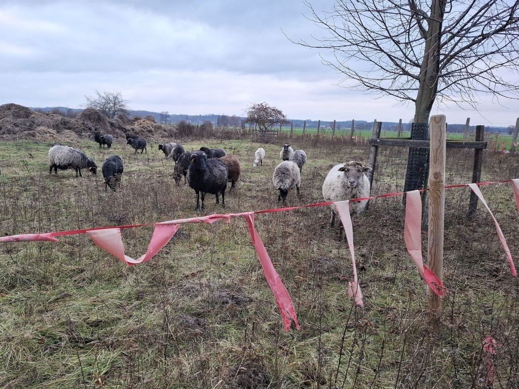 Bydgoskie: Młode wilki coraz częściej podchodzą do ludzi
