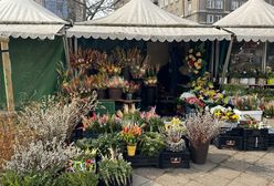 Palmy wielkanocne pojawiły się na targach. Sprawdziliśmy, ile kosztują