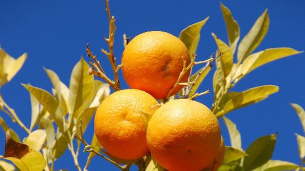 Orange: 20% więcej kasy za doładowanie, 2x więcej minut za przedłużenie umowy 1