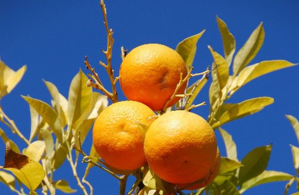 Orange: 20% więcej za doładowanie, 2x więcej minut za umowę (fot.: rgbstock.com)