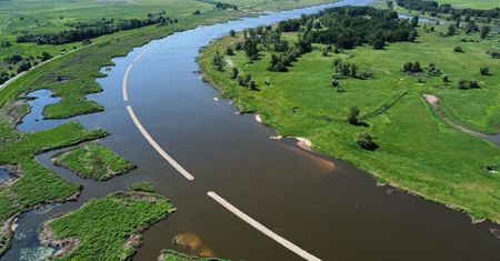 Ryby w Odrze znów zagrożone? Złota alga znów w rzece