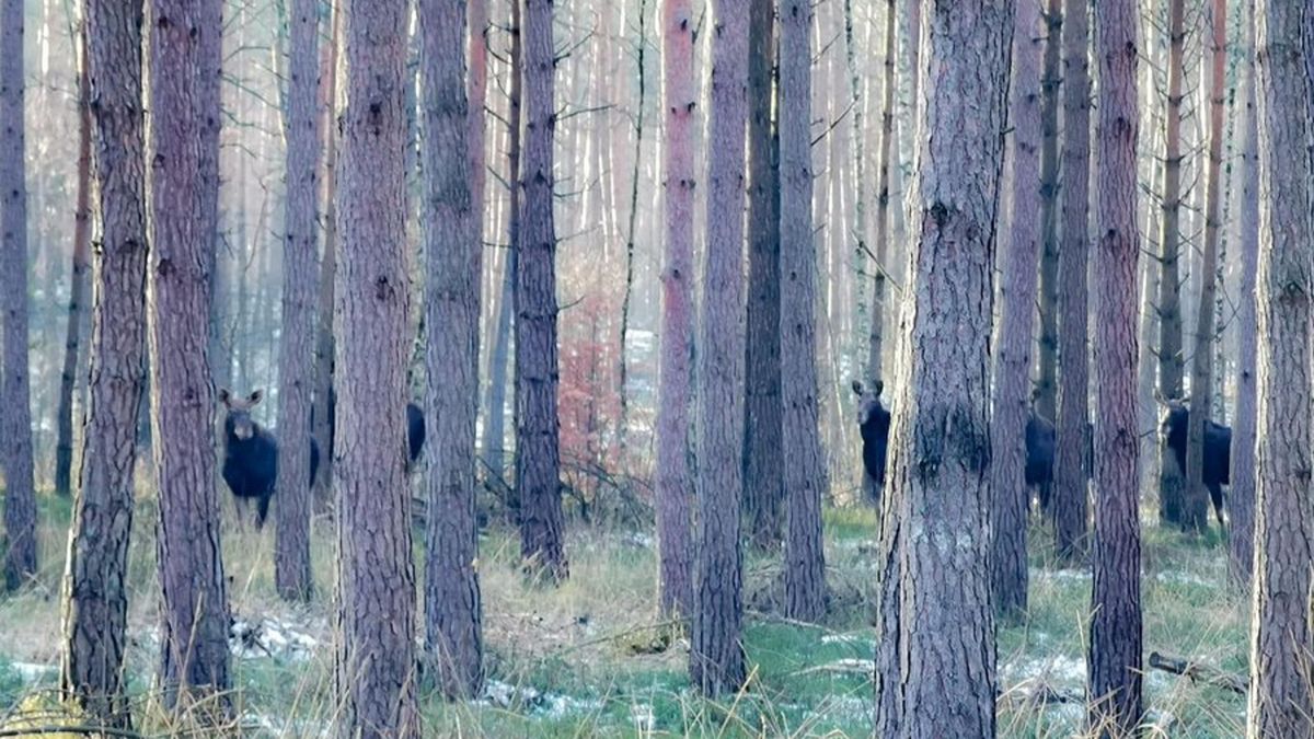 Ile łosi widzisz na zdjęciu? 