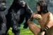 ''Tarzan. Król dżungli'': Fragmenty filmu