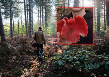 Znalazł go w lesie i pokazał. "Patrzcie, jaki gigant"