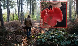 Znalazł go w lesie i pokazał. "Patrzcie, jaki gigant"