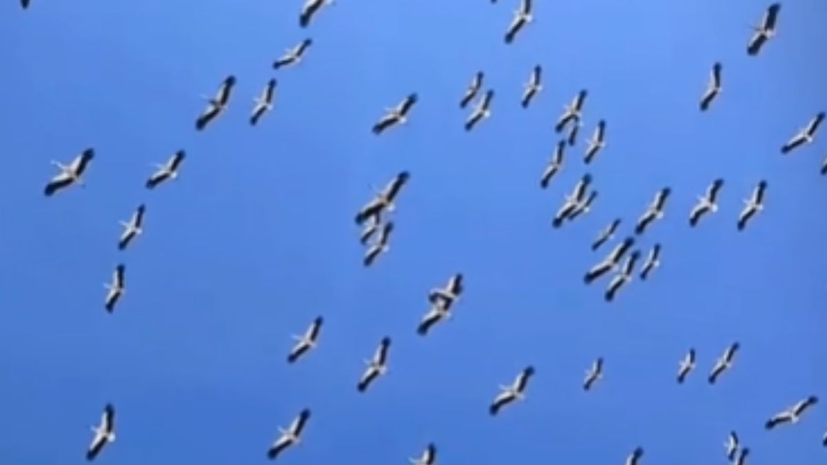 Egipskie temperatury, przekraczające 30 st. C. podobają się boci