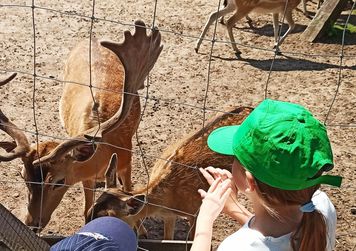 Kilkaset zwierząt z ZOO Łączna może trafić za granicę. "Białoruskie standardy"