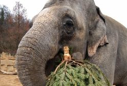 Praskie zoo wystawia obrazy słonicy Shanti