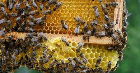 Wielki Dzień Pszczół – 8 sierpnia. Na jesień wymiera około 20% zapylaczy. Zobacz, jak je chronić