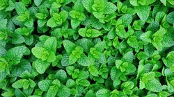 Naturalny sposób na pająki - woda z miętą (WIDEO)