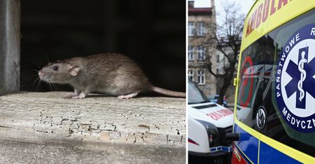 Rodzinna tragedia. Matka strzelała do szczurów. Trafiła córkę