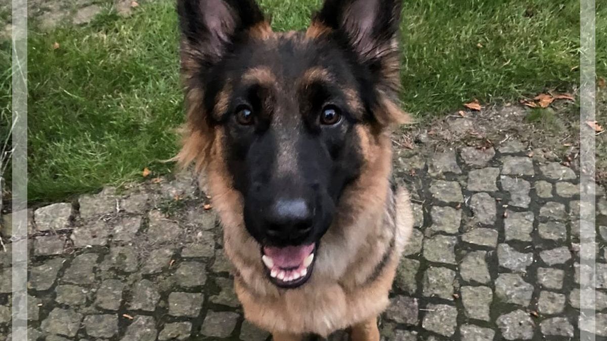 Zostawili psa w samochodzie