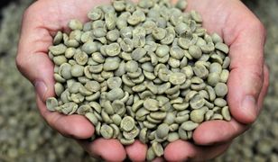 Zielona kawa – czy warto po nią sięgnąć?