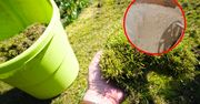 Jak pozbyć się mchu z trawnika? Prosty i skuteczny sposób