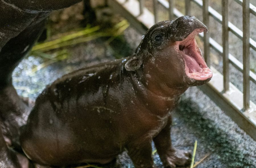 Boguś - hipopotam karłowaty w łódzkim zoo