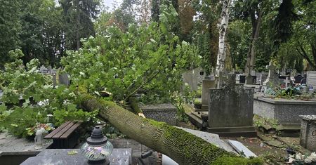 Drzewa na płockich cmentarzach pod lupą? Przewodniczący Rady Miasta apeluje o pilną kontrolę!