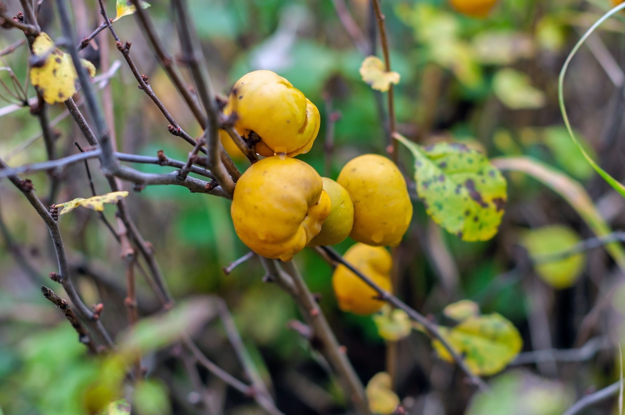 Quince fruits on a branch in late autumnPicking apples in late autumnLeliaSpb