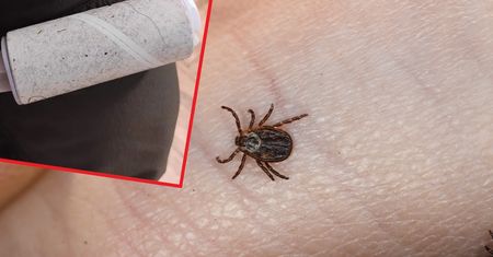 Tani i prosty sposób na pozbycie się kleszczy z ubrań. Leśnik dzieli się trikiem