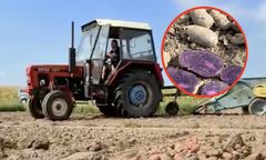 Kolorowe ziemniaki. Nowa era w polskim rolnictwie