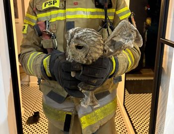 Puszczyk w opałach. Strażacy ruszyli na ratunek