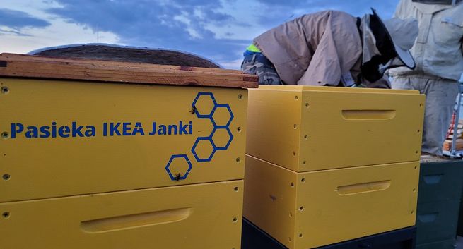 IKEA udostępnia swój dach pszczołom