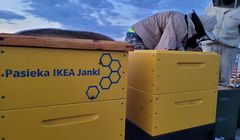 IKEA udostępnia swój dach pszczołom