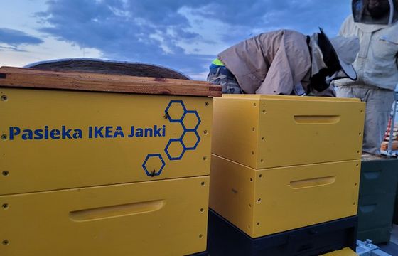 IKEA udostępnia swój dach pszczołom