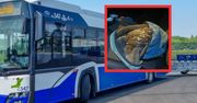 Kierowca MPK uratował ranną sowę. Wzruszająca reakcja po nocnym kursie