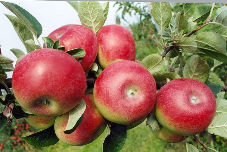 Zbiory jabłek w 2015 roku. Susza zniszczyła wiele sadów