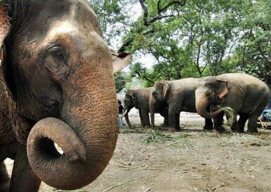 Bangladesz grozi zabiciem setki słoni indyjskich