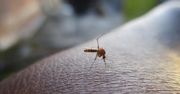 Nie możesz opędzić się do komarów? Naukowcy wiedzą dlaczego